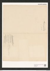 Navicula sp. (de-Toni-Nr.: Genus 1) Zeichnungen Sammlung Grunow (NHMW-BOT-W0368400)